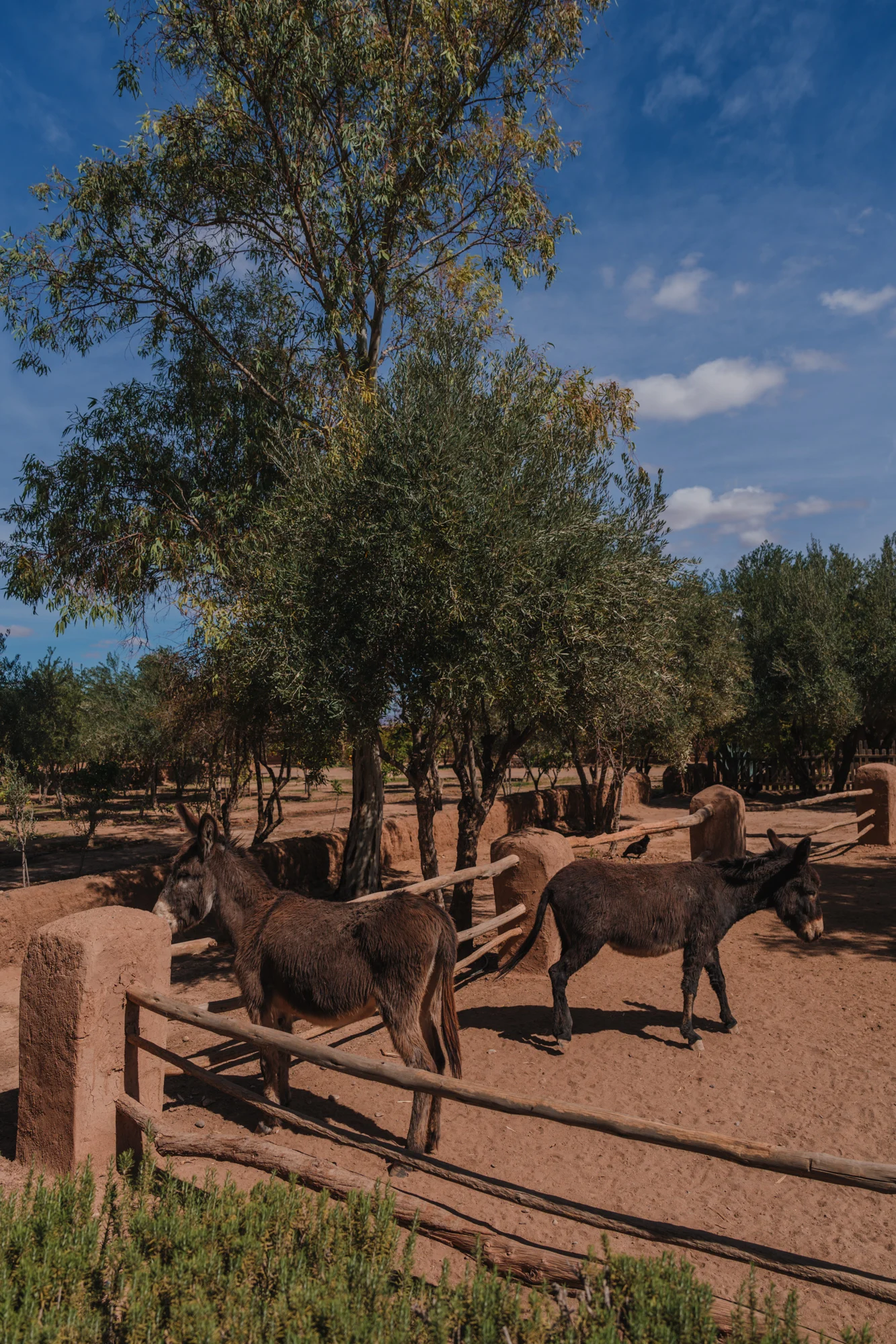 Villa D Marrakech Villa D Marrakech